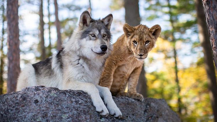 Kurt ve Aslan filminin konusu nedir, oyuncuları kimler? Filmdeki Kurt ve Aslan gerçek mi?